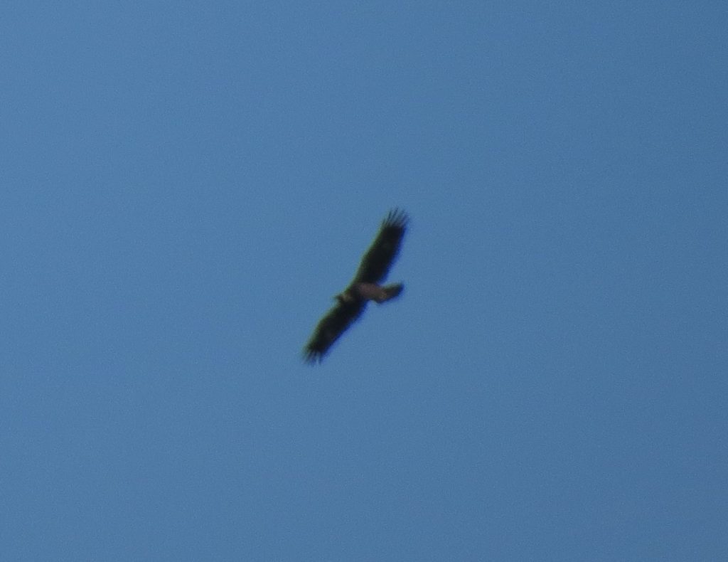 Golden Eagle looking like a California Condor