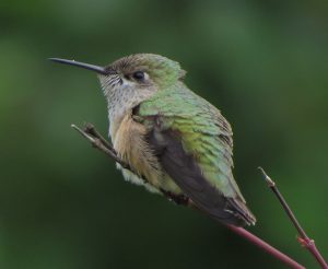 Read more about the article Study: Female Calliope Hummingbird in Umpqua
