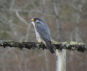 Read more about the article Umpqua Estuary Boat Trip, December 6, 2015