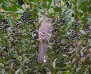 Read more about the article Roseburg-Sutherlin Christmas Bird Count–Dec 19, 2015