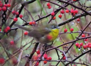 Read more about the article Roseburg-Sutherlin Christmas Bird Count–December 15, 2018