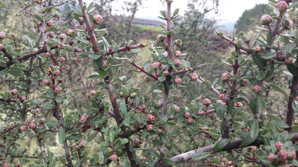 Ceanothus cuneatus