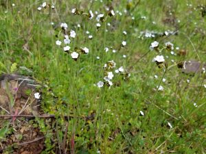 Read more about the article A Bureau of Land Management (BLM) Meadow