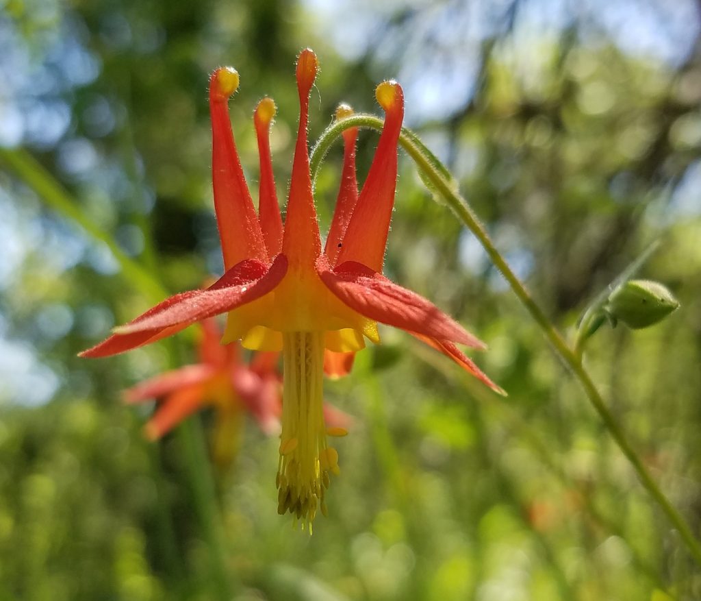 Western Columbine (Aquilegia formosa)