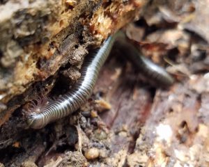 Read more about the article A Quest for Snails at Home Reveals Much More