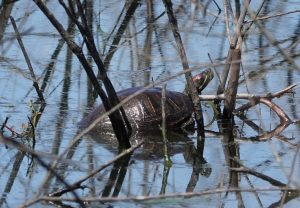 Read more about the article Some Afternoon Surprises at Ford’s Pond