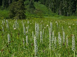 Read more about the article A Study of the Black Petaltail in the Umpqua Basin: Locating Potential Sites