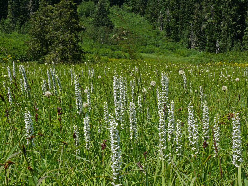 White Bog Orchids (Plantanthera dilatata) and other wildflowers in a wet meadow near Saddleblanket Mountain, eastern Lane County (photo by Tanya Harvey)