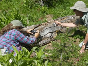 Read more about the article A Study of the Black Petaltail in the Umpqua Basin: Field Methods