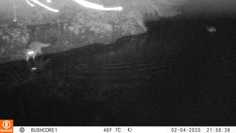 Raccoon assesses situation (is this far enough?). Beaver also wants to assess the situation and swims to get a better view.