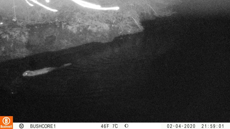 Beaver continues upstream in dominance while Raccoon stares from among bushes on the bank (see eyeshine).