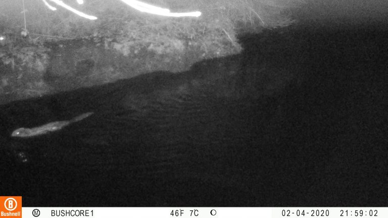 Beaver swims upstream with Raccoon watching.