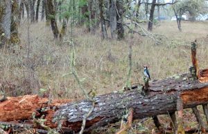 Read more about the article Local Wildlife Forages on Fallen Acorn Woodpecker Granary