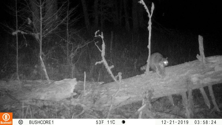 Raccoon near limb and scat marking location.