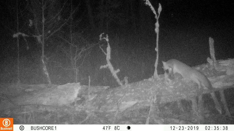Gray Fox near limb and scat marking location.