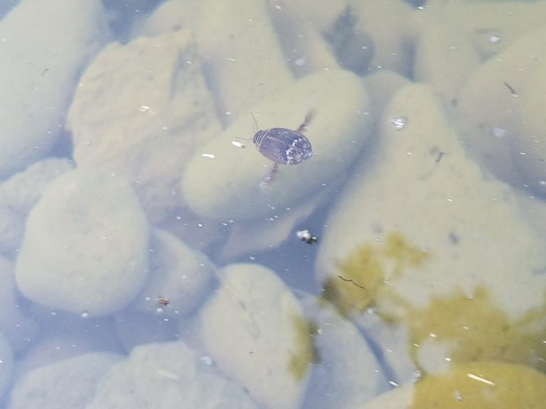 Predaceous diving beetle (Acilius abbreviatus) in pond area, August 14, 2020.