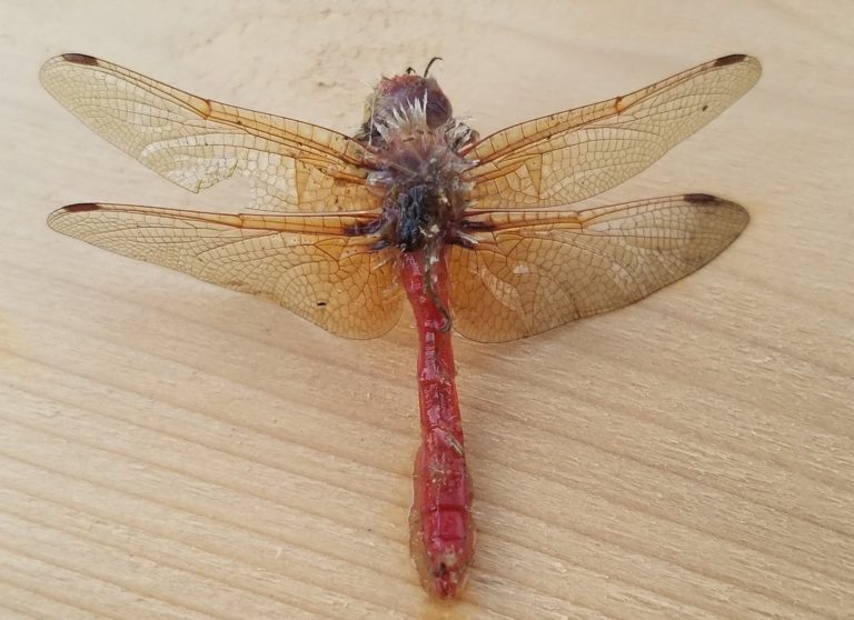 Dead Cardinal Meadowhawk (Sympetrum illotum) found in the terminal pond, August 14, 2020.