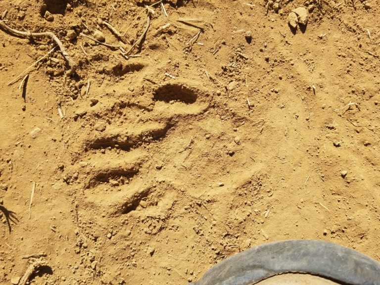 Raccoon tracks were observed in the dust near the stream, August 30, 2020.