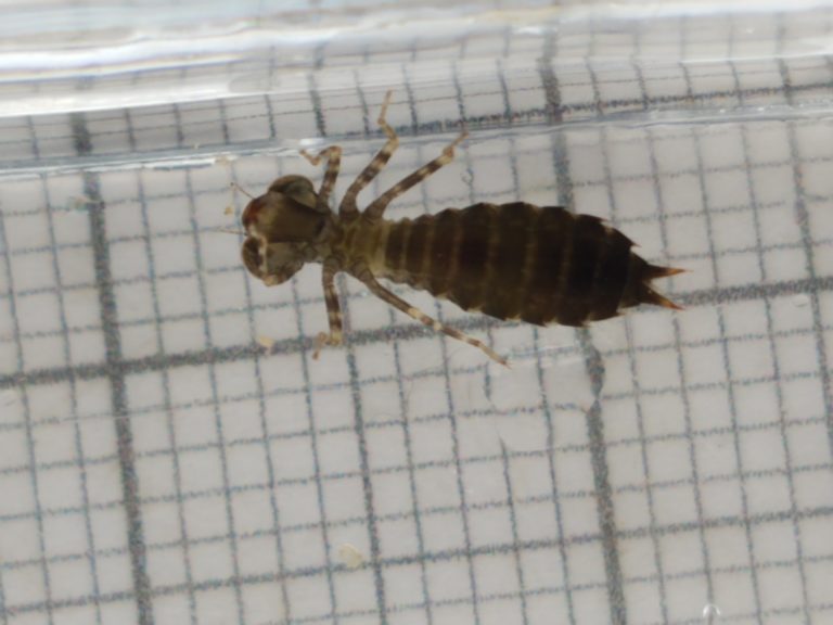 An early-stage darner (Aeshnidae) nymph, November 5, 2020.