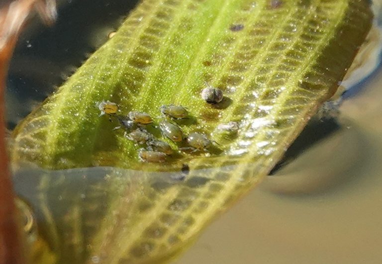 What looks like aphids were on a Potamogeton leaf, August 25, 2020.