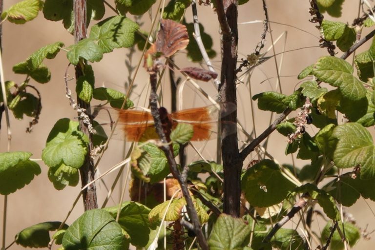 A Flame Skimmer cruised the stream and finally landed in a shrub near the spring, September 2, 2020.