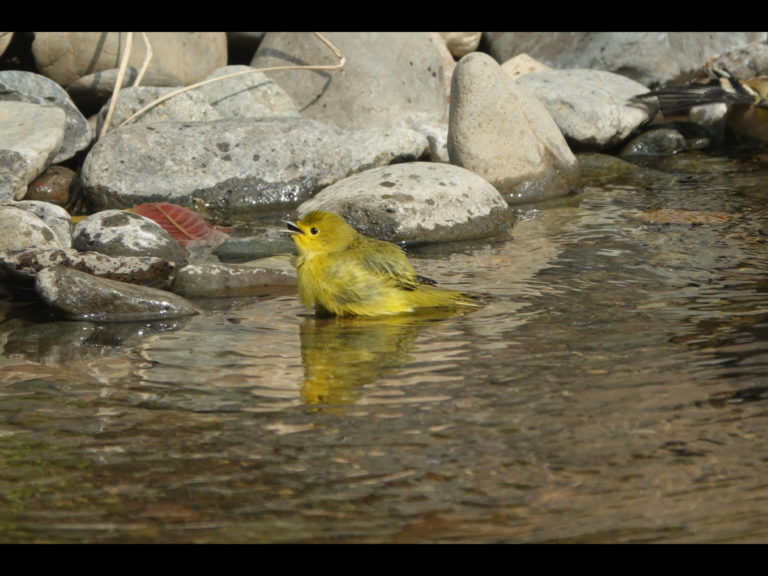 Yellow Warbler, September 20, 2020.
