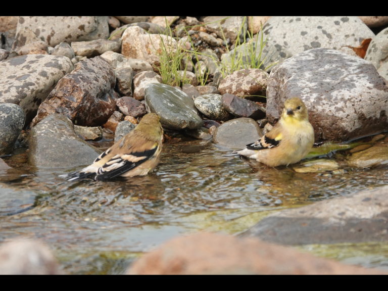 American Goldfinches, September 30, 2020.