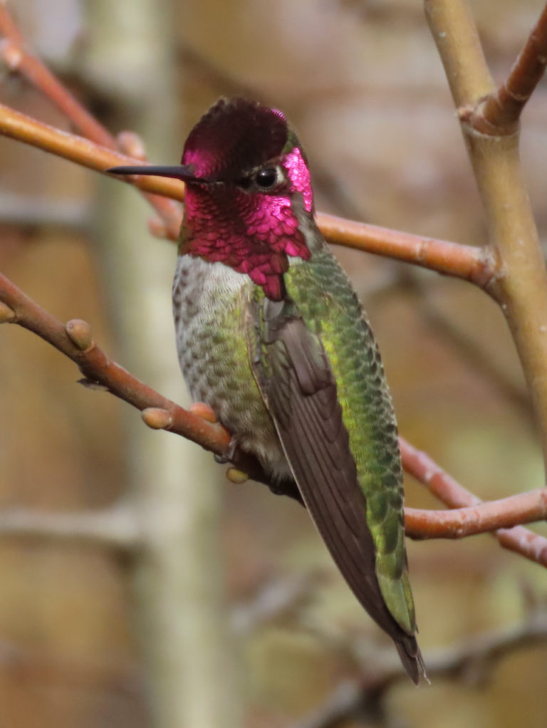 Anna's Hummingbird, by Rich Hoyer.