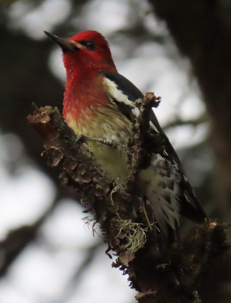 Red-breasted Sapsucker, by Rich Hoyer.
