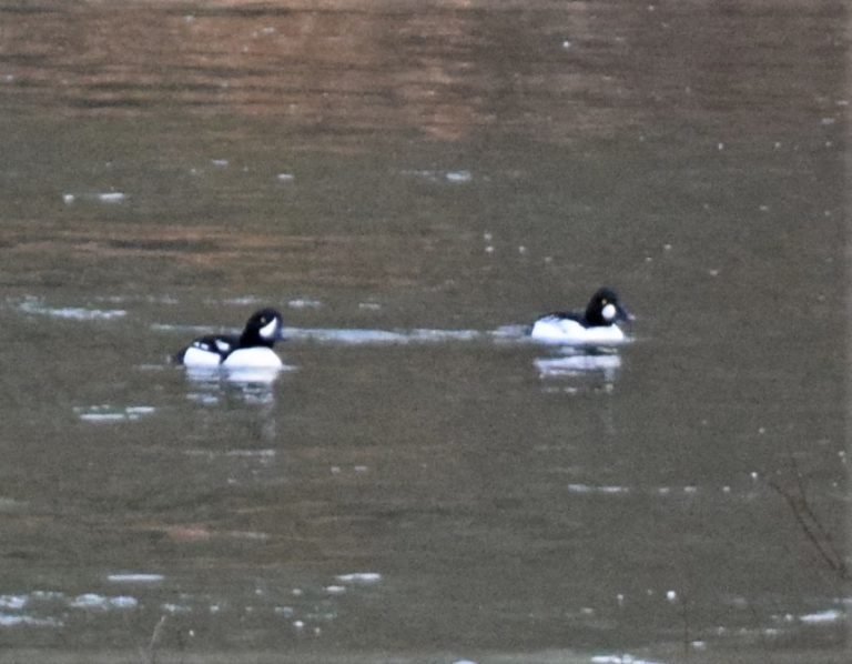 Barrow's and Common Goldeneyes, males, together on North Umpqua River, by Janice Reid.