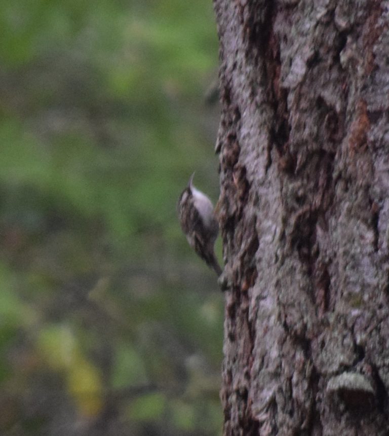Brown Creeper (a difficult bird to photograph), by Janice Reid.