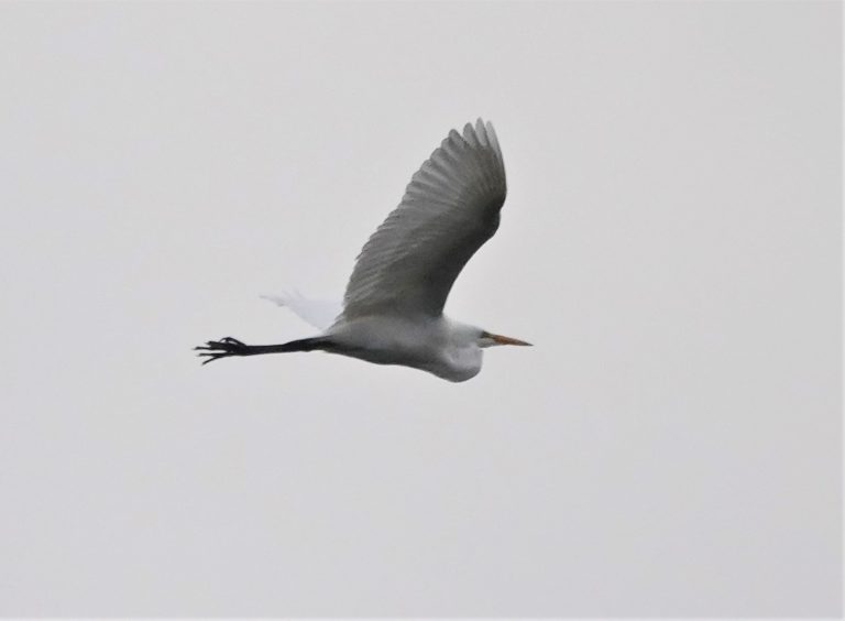 Great Egret, by Matt Hunter.