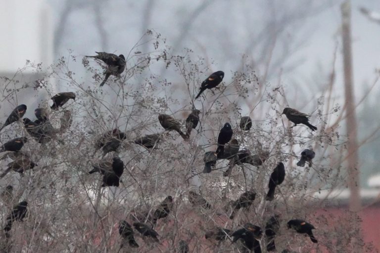 Red-winged Blackbirds, by Matt Hunter