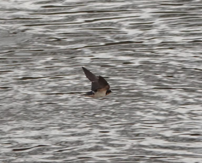 Barn Swallow along the South Umpqua River near Umpqua Sand & Gravel, by Matt Hunter