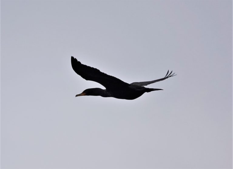 Double-crested Cormorant, by Matt Hunter