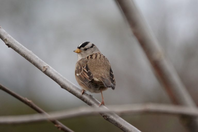 White-crowned Sparrow, by Matt Hunter.