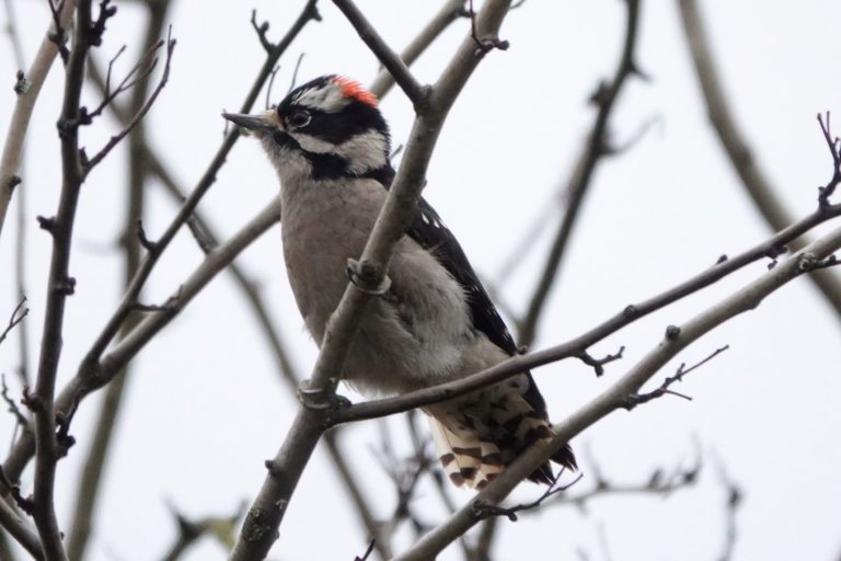Male Downy Woodpecker, by Matt Hunter