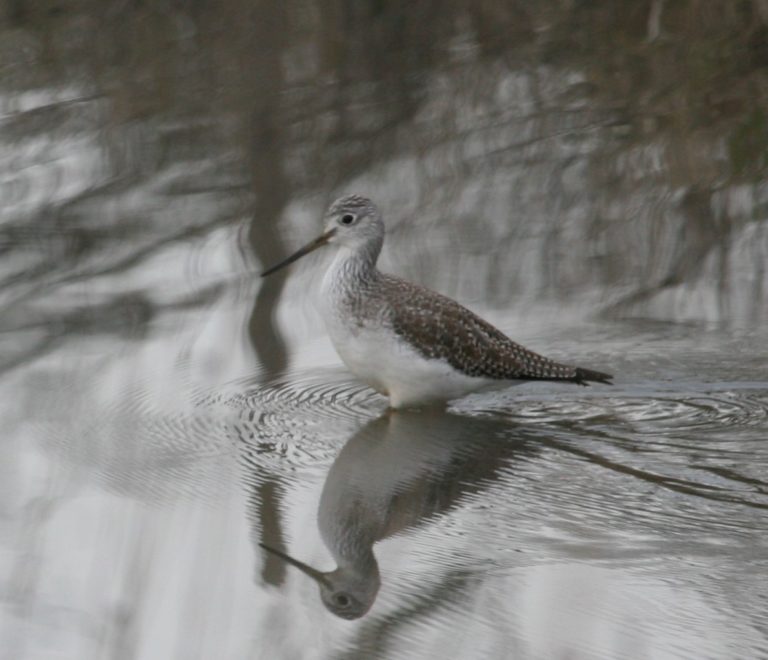 Greater Yellowlegs, by Stacy Burleigh