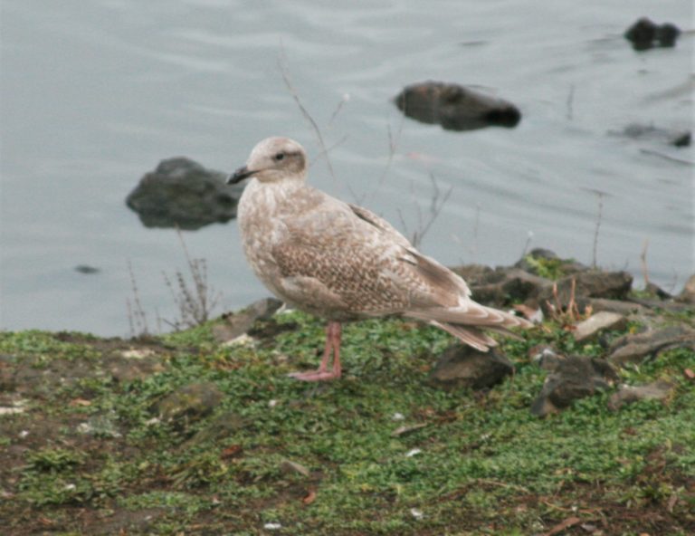 First-winter Glaucous-winged Gull. Photo by Stacy Burleigh.