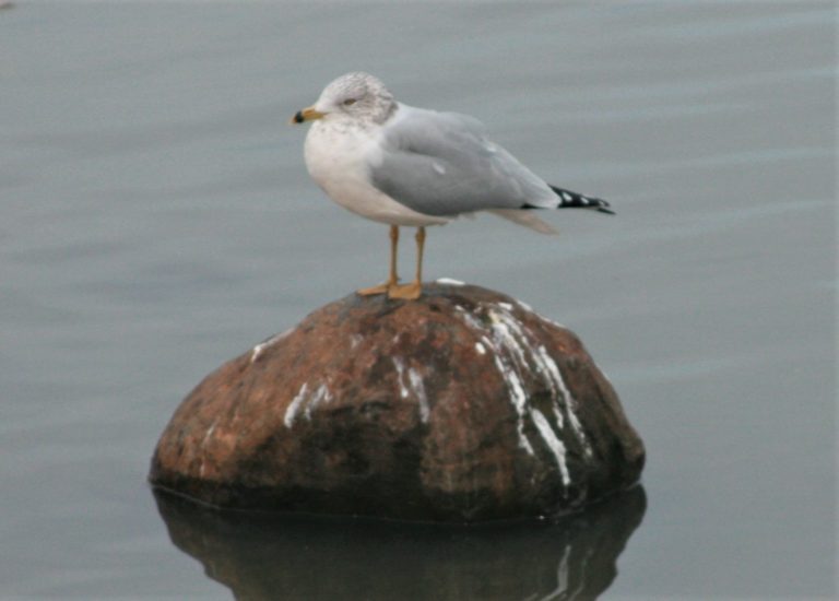Adult winter Ring-billed Gull. Photo by Stacy Burleigh.