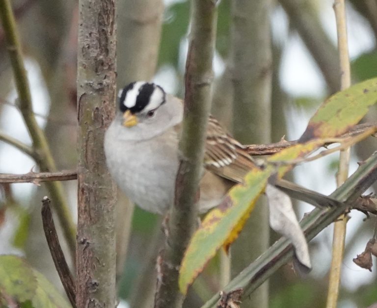 White-crowned Sparrow. Photo by Matt Hunter.