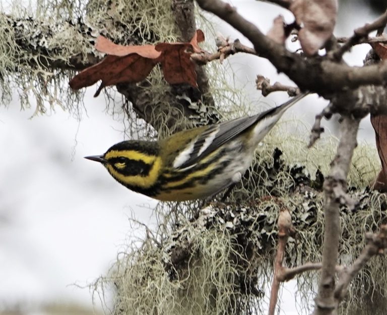 Townsend's Warbler. Photo by Brian Carlson.
