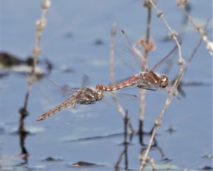 Read more about the article Variegated Meadowhawks Ovipositing February 13, 2022, at Ford’s Pond, Douglas County, Oregon