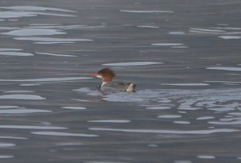Female Common Merganser with a perky tail.