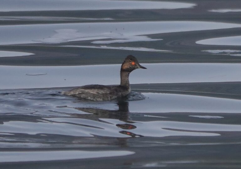 Adult Eared Grebe still with much of its breeding plumage.