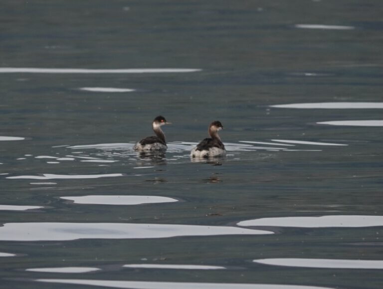 Probably adult non-breeding plumaged (L) and first year (R) Eared Grebes.