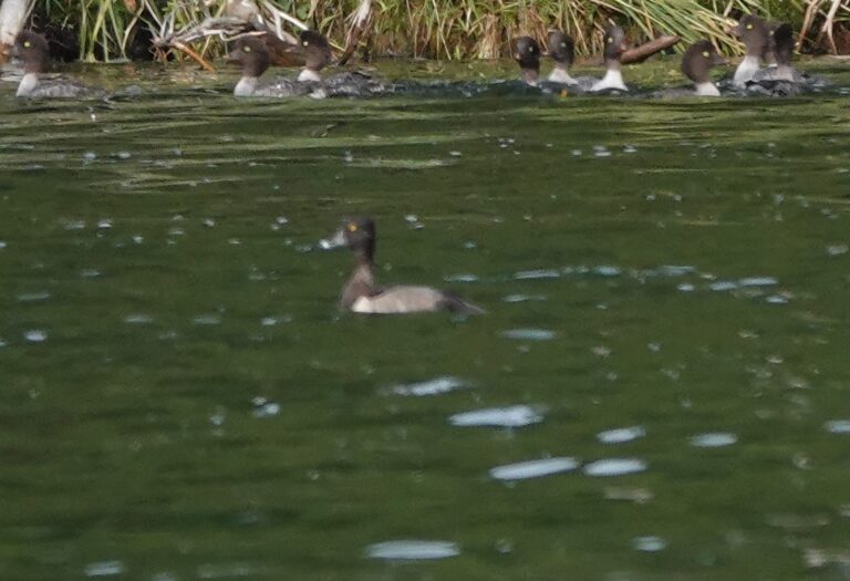 Adult male Ring-necked Duck.