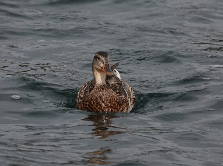 Female Mallard. I called her "pelagic duck."