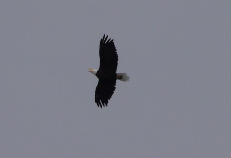 One of four adult Bald Eagles.