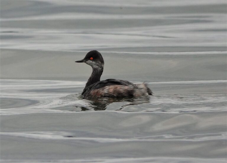 Adult Eared Grebe transitioning to winter plumage.